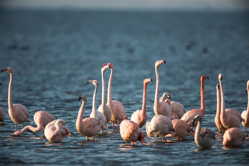 Flamingo's aan 't Grevelingenmeer. van Harrie Timmermans