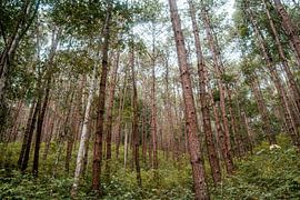 Forest by Myrthe Vlasveld