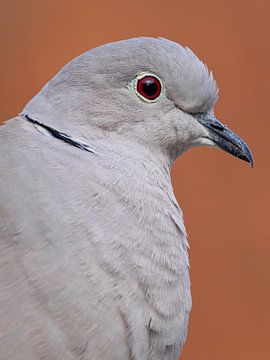 Portrait of an Eurasian Collared Dove by Laurens de Waard