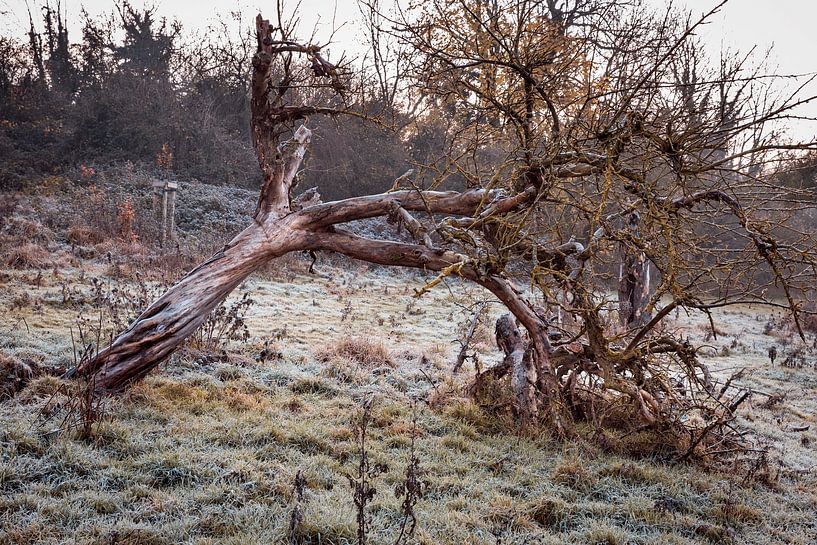 Old Orchard Vijlen by Rob Boon
