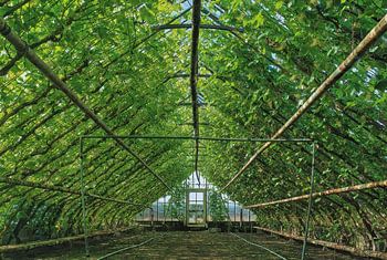 Antique horticulture greenhouse with grapevines in Westland