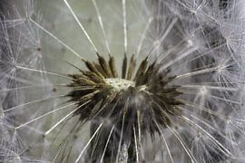 De binnenkant van de blaasbloem sur Mariska Brouwenstijn