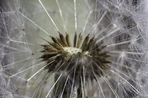 De binnenkant van de blaasbloem