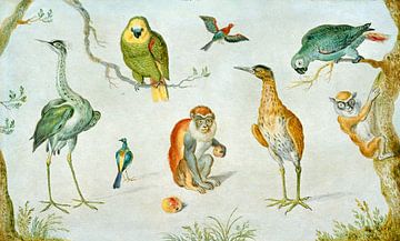 Studie von Vögeln und Affen, Kreis von Jan van Kessel