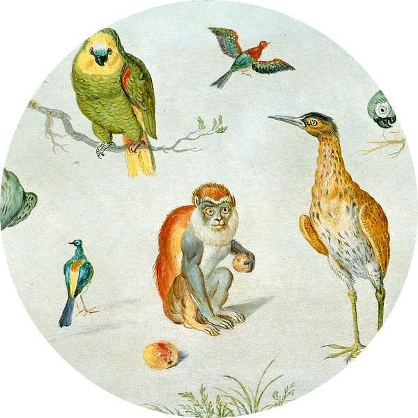 Studie van Vogels en apen, Cirkel van Jan van Kessel van Liszt Collection