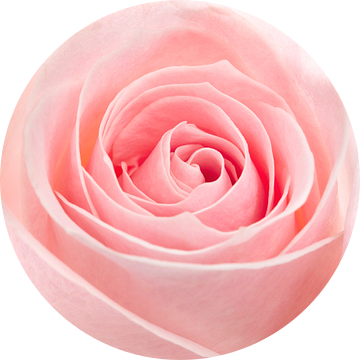 Roze roos closeup van Giovanni de Deugd