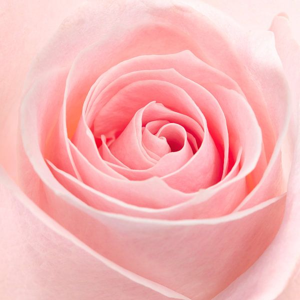 pink rose extreme close up by Giovanni de Deugd