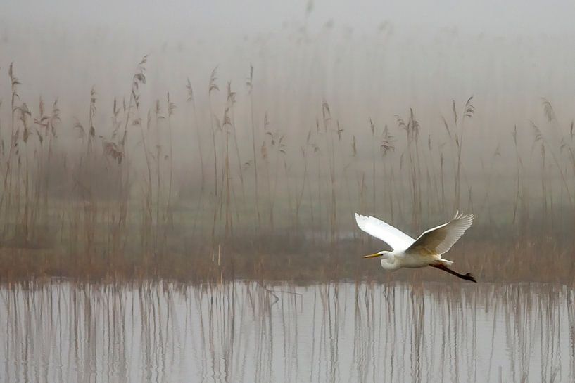 Reiher von Art by Fokje