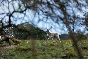 Damhirsch, der zwischen Bäumen in einem Waldgebiet läuft
