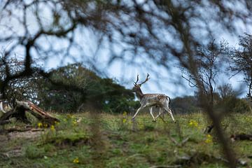 tussen de bomen doorrennend damhert in bosrijk gebied van Margriet Hulsker