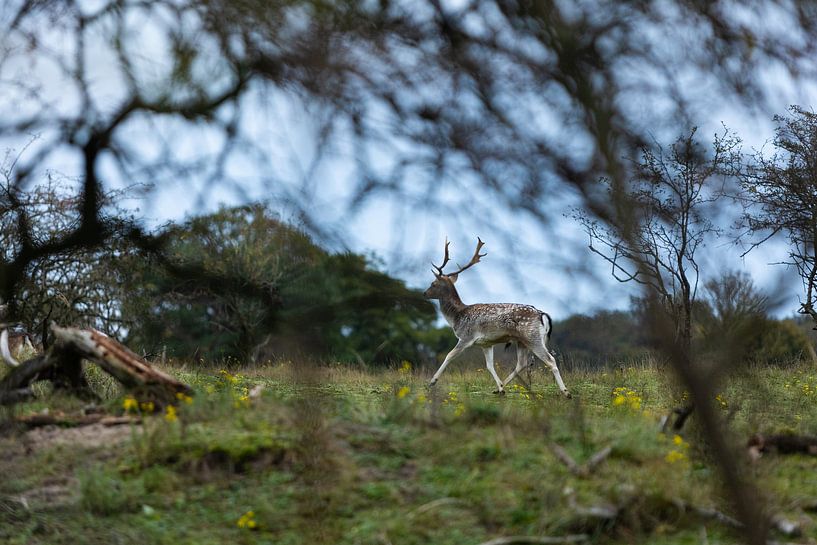 Damhirsch, der zwischen Bäumen in einem Waldgebiet läuft von Margriet Hulsker