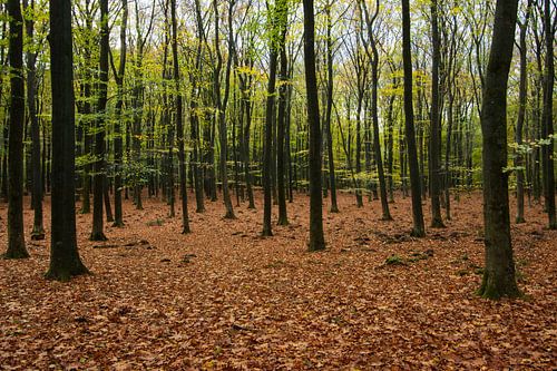 Door de bomen het bos niet meer zien
