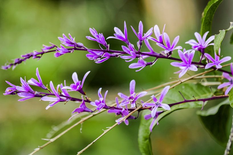 Vin Sandpaper - volubilis Petrea - Cuba. par Dieter Meyer