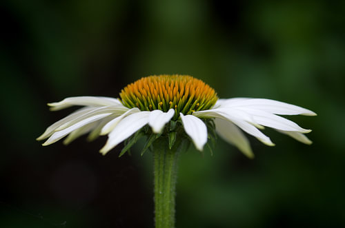 Witte zonnenhoed
