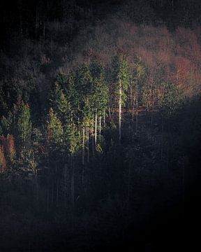 Waldlicht von Tim Zegstroo