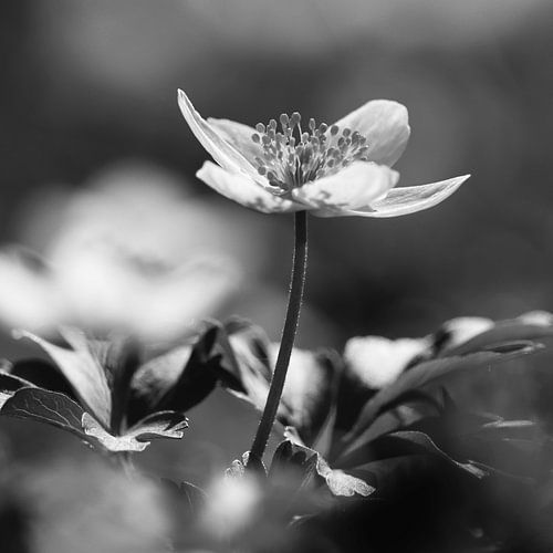 Delicate bosanemoon monochroom