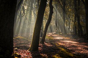 Rayons de soleil dans la forêt