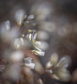 Blüte des Johannisbeerbaums im Frühling, mit Bokeh