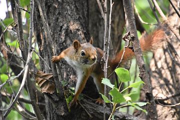 A red squirrel in a tree by Claude Laprise