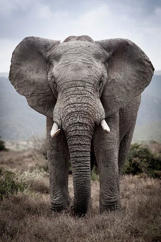Elefant in Addo