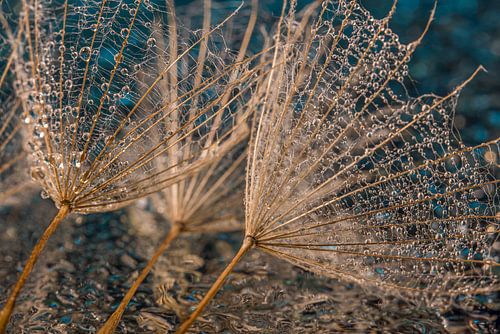 Pluisjes met druppeltjes op een waterig oppervlak