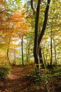 Fall by Ostsee Bilder thumbnail