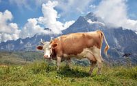 Schöne Kuh in den Schweizer Alpen von Fotografie Egmond Miniaturansicht