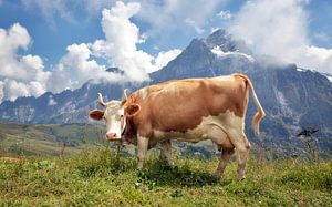 Beautiful cow in the Swiss Alps