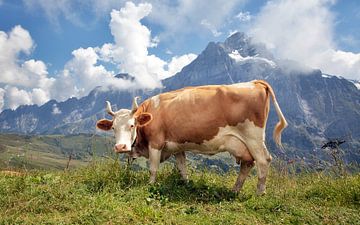 Prachtige koe in de Zwitserse Alpen van Fotografie Egmond