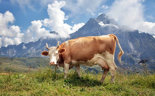 Prachtige koe in de Zwitserse Alpen