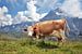 Schöne Kuh in den Schweizer Alpen von Fotografie Egmond