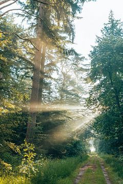 Sunrise over Eerde Estate - Twente - trees - green forest by Wandeldingen