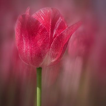 Red tulip by eric van der eijk
