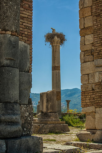 Ooievaar met jong op een oude Romeinse zuil