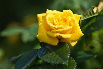 Close up van een gele roos van Anja B. Schäfer