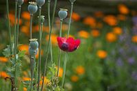 Poppy