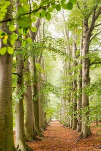Beech avenue along forest path, spring