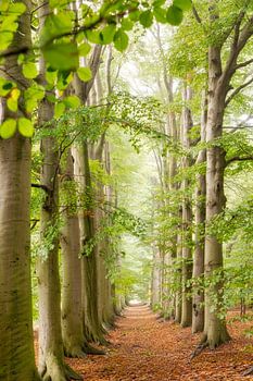 L'avenue des hêtres le long du chemin forestier, au printemps