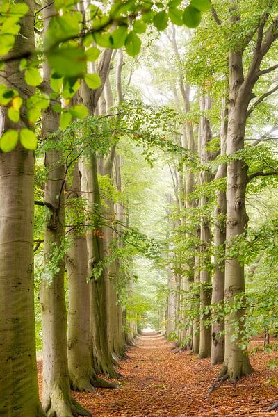 Beech avenue along forest path, spring by Frans Lemmens
