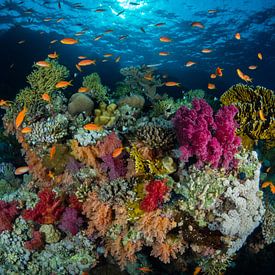 Coral garden, Shark and Yolanda reef, Red Sea 3 by René Weterings