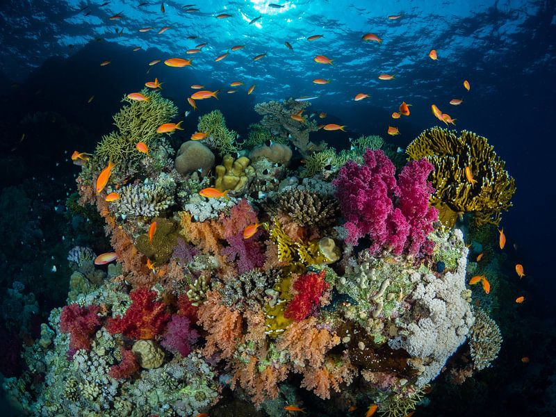 Korallengarten, Hai- und Yolanda-Riff, Rotes Meer 3 von René Weterings
