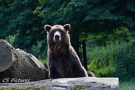 Bär in Olderdissen Bielefeld van Christina Sudbrock
