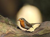 Robins by Wouter Midavaine thumbnail