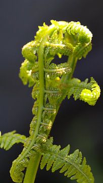 Nahaufnahme des Segelns