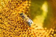 Honeybee -1 by Mi Vidas Fotodesing thumbnail