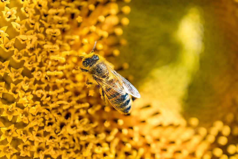 Honeybee -1 by Mi Vidas Fotodesing