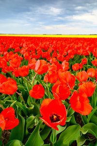 Tulpen, die auf einem Feld in Holland blühen