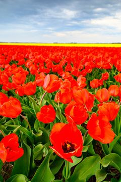 Tulpen die bloeien in een veld in Nederland van Sjoerd van der Wal Fotografie