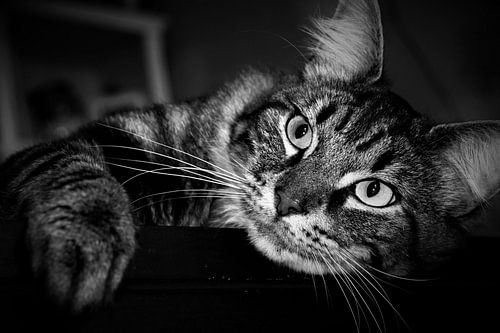 Mooie cyperse kat in zwart wit