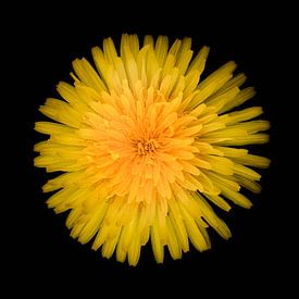 Yellow dandelion on black by Yvon van der Wijk